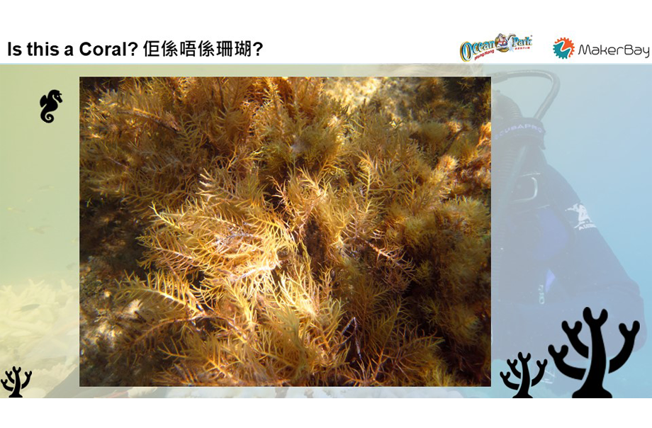 眼看似珊瑚，實質是海藻，人類需要學習,，更何況是機器。